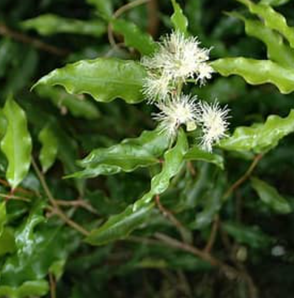 Anise Myrtle - Ground - アニスマートル - パウダー