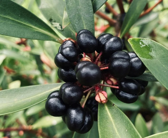 Tasmanian Pepper Berry - タスマニアペッパーベリー