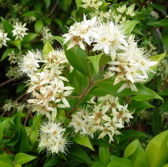 Lemon Myrtle - Ground - レモンマートル - パウダー